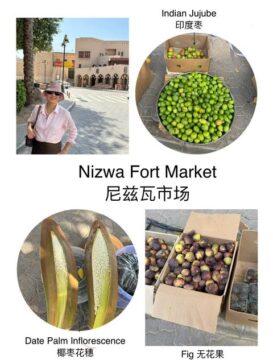 Nizwa Fort　尼兹瓦要塞